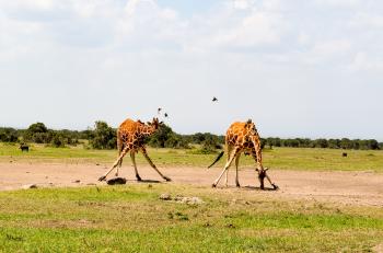 Two Giraffe on Green Grass