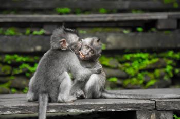 Two Gray Monkey on Black Chair