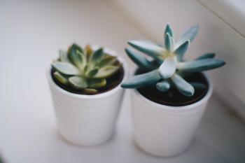 Two Green Succulent Plants