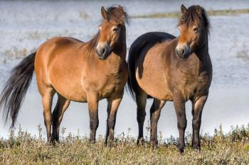 two horses watching with interest | Stan Schaap PHOTOGRAPHY