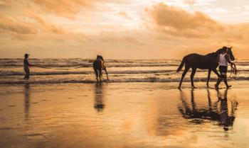 Two Horses on the Beach
