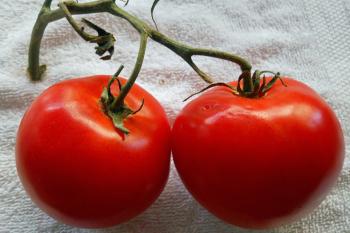 Two juicy tomatoes