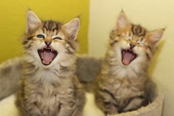 Two kittens 6 weeks old