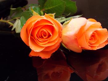Images 2 Roses Orange Flowers 2048x1536