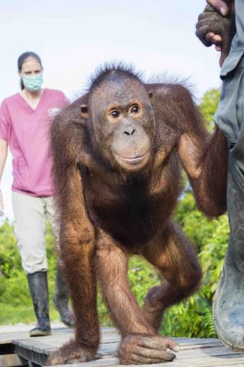 Video: Two rescued pet orangutans return to the wild