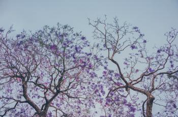 Two Purple Leaf Trees