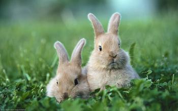 Two Rabbits on The Green Grass wallpaper | HD Desktop Wallpaper