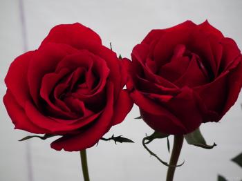 Two Red Roses « Wallpaper Tadka