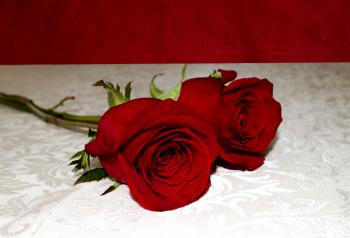 Two red roses on a white surface