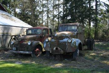 Two rusty old trucks