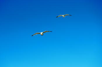 Two seagulls fly side by side