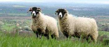 Beautiful sheep - The Old Kiln House Luxury Cotswolds B&B