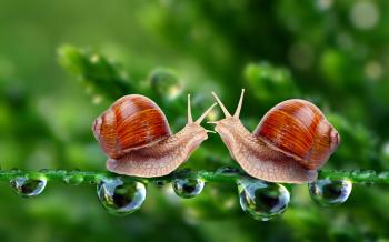 Two Snails Wallpaper - Beautiful Wallpaper