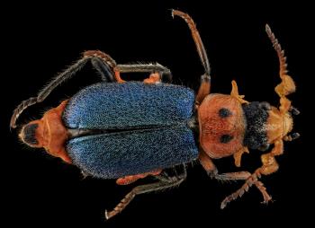 A Beetle (Collops bipunctatus) | Idaho Fish and Game