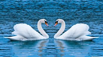 Two Swans ❤ 4K HD Desktop Wallpaper for • Wide & Ultra Widescreen ...