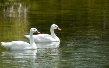 Two Swans In Lov HD Wallpaper, Background Images