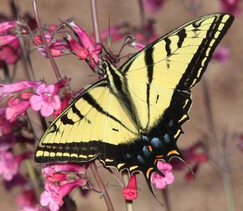 TWO-TAILED SWALLOWTAIL (Papilio multicaudata) (3-21-12) 78 circulo montana, patagonia lake ranch estates, scc, az -02