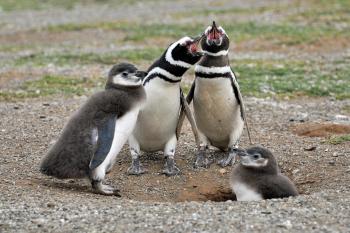 Two White-and-black Adult Penguins Near Two Penguin Chicks