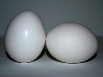 Two White Eggs Standing