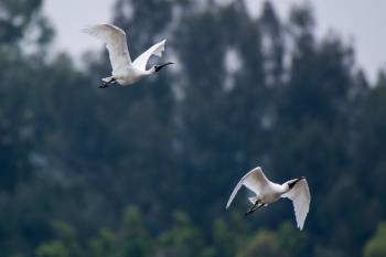 Two White Ibis Flying
