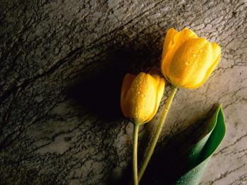 I love the opposites in this photo: hard vs. soft; bright vs. dark ...