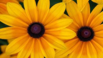 Two Yellow Flowers Rudbeckia Prairie Sun Wallpapers HD - Wallpaper ...