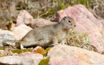 May Prey - Uinta Ground Squirrel - Wild Lens