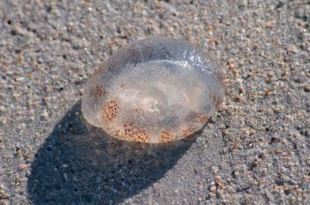 File:Unknown animal from Margarita island.jpg - Wikimedia Commons
