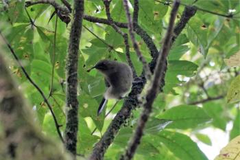 9 – Unknown bird | Un an d'aventures et de découvertes