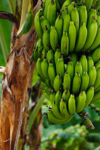 Unripe Banana on Banana Tree