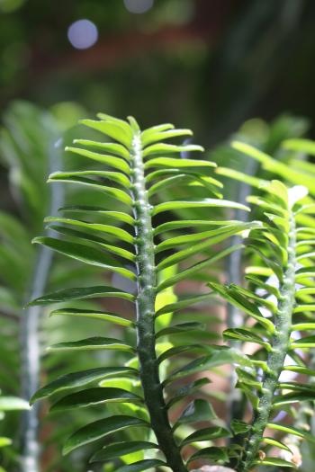 Unusual tall tropical green plant