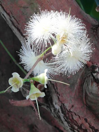Unusual White Blossom