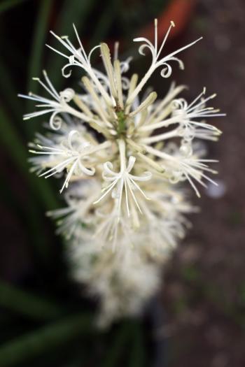 Unusual white tropical flower