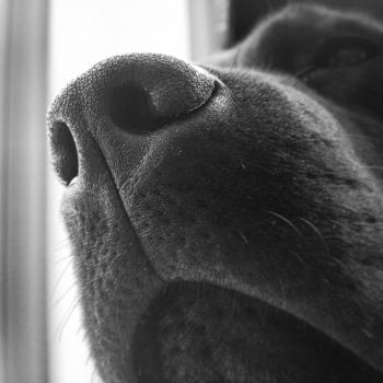 Up Close Dog