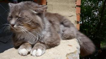 Cat resting on the curb in sunny summer day slow motion Stock Video ...