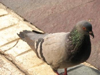 Urban pigeon