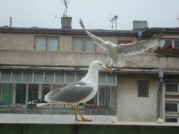 Urban seagulls