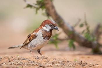 THE HOUSE SPARROW -