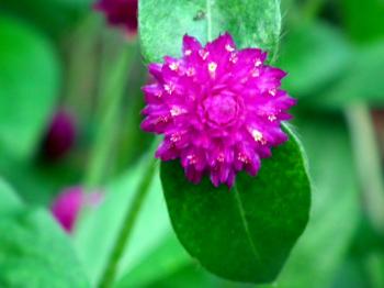 File:Gomphrena globosa ( Vadamalli-ml)2.jpg - Wikimedia Commons