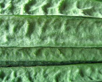Vegetable Texture