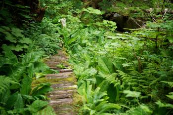 Vegetation Types and Features