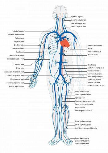 Vein - Wikipedia