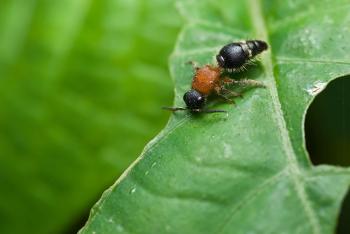 Velvet Ant or Cow Killer Wasp — What's the Difference? | Terminix