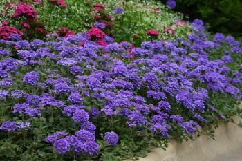 EnduraScape™ Verbena - Monrovia - EnduraScape™ Verbena