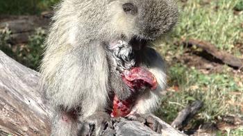 Vervet monkey eating placenta - YouTube