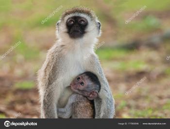 Vervet Monkey Baby Suckling Scientific Name Cercopthecus Aethiops ...