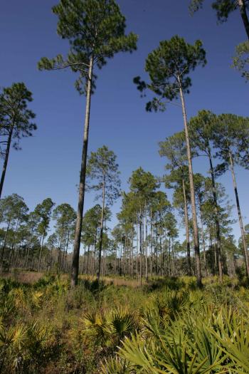 File:Very tall and narrow trees.jpg - Wikimedia Commons