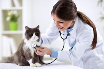 Persian cat with veterinarian doctor at vet clinic | CountryChase ...