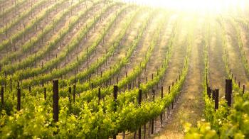 Winery and Vineyard Loans