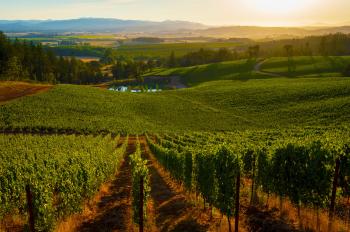 Legacy Estate Vineyard - Eola Hills